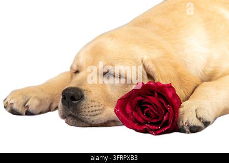 Chiot endormi. Labrador chien de rappel avec rose isolé sur blanc Banque D'Images
