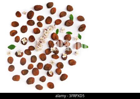 Une composition d'abricots séchés orange (kuraga) décorée de délicates fleurs d'abricot blanches et de feuilles vertes fraîches, arrangée sur un fond blanc propre Banque D'Images