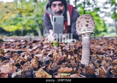 Un chercheur est assis dans une forêt de hêtres et utilise un smartphone pour photographier un champignon Parasol Macrolepiota procera solitaire sur le sol de la forêt. Urbasa-And Banque D'Images