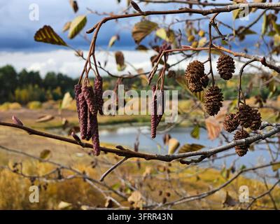 Arbre avec des feuilles brunes et quelques feuilles vertes d'automne. L'arbre est situé près d'un plan d'eau, et les feuilles sont éparpillées sur tout l'arbre Banque D'Images