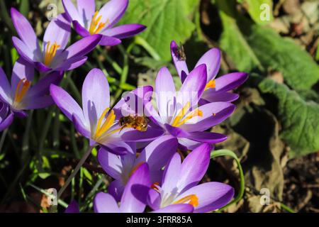 Focus sélectif. Abeille sur un crocus violet poussant à l'extérieur. Vue sur les fleurs magiques du printemps, Crocus sativus Banque D'Images