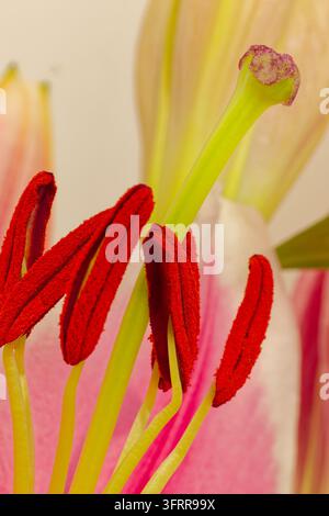 Extrême gros plan macro des anthères rouge-orangé d’un lis couvert de pollen à côté d’un pistil vert avec un stigmate à pointe rose, sur un fond de pétales rose doux Banque D'Images