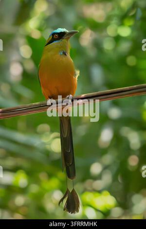 Motmot criard ou Momoto Gritón, photographié sur la Pipeline Road dans le parc national de Sobéranie près de Gamboa, Panama. Banque D'Images
