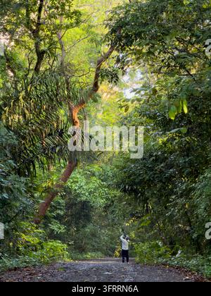 Un photographe d'oiseaux sur la Pipeline Road (Camino del Oleoducto) dans le parc national de Soberania, au Panama. Banque D'Images