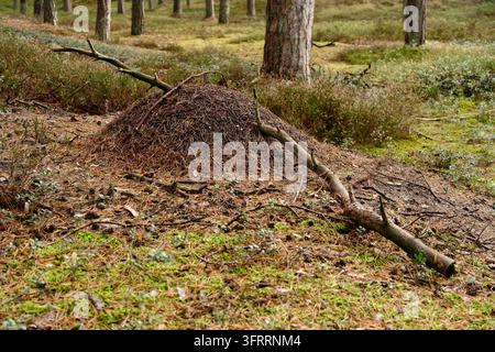 Grand fourmi dans une forêt de conifères claire, une grosse branche d’arbre tombée gît au-dessus du tas – localisation : Pologne, forêt côtière de la mer Baltique Banque D'Images