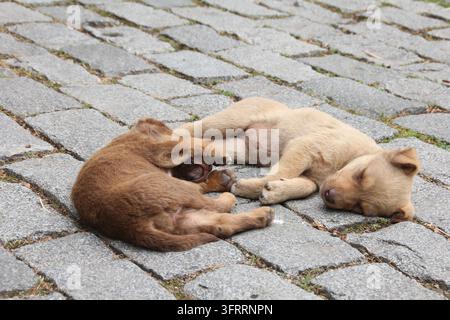 Deux adorables chiots errants dormant paisiblement ensemble sur un pavé de rue en Géorgie Banque D'Images