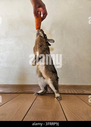 Un lapin se tient sur un plancher en bois et mange une carotte. Le lapin tient la carotte dans sa bouche et savoure cette friandise Banque D'Images