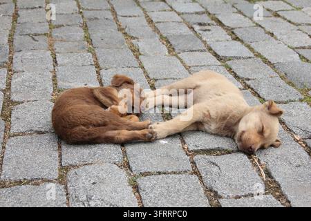 Deux adorables chiots errants dormant paisiblement ensemble sur un pavé de rue en Géorgie Banque D'Images