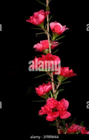Leptospermum scoparium 'red damask' Banque D'Images