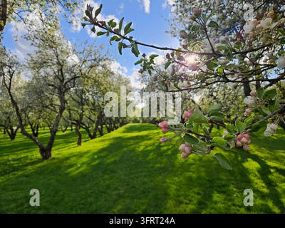 Un arbre aux fleurs roses se trouve au premier plan. L'arbre est entouré d'autres arbres. Le ciel est bleu et il y a des nuages dans le ciel du verger de pommiers Banque D'Images