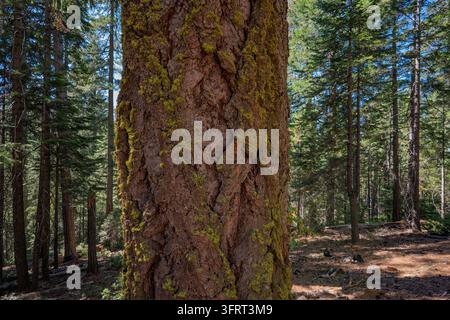 Vue rapprochée d'un tronc de pin couvert de mousse dans une forêt de pins de Californie Banque D'Images