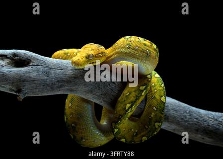 Vue de profil latéral d'un morph jaune juvénile du Python vert des arbres (Morelia viridis) enroulé gracieusement le long d'une fine branche de bois sur un fond noir isolé. Banque D'Images