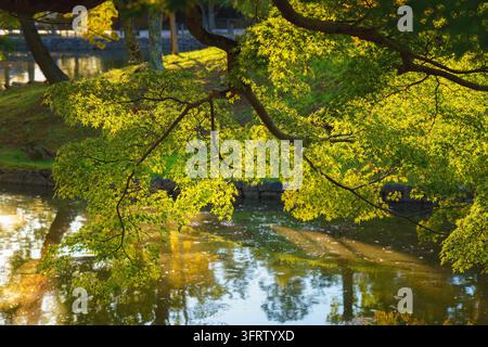 Nara, Japon - 26 sep. 2024, vue panoramique du feuillage des arbres surplombant l'eau et s'y reflétant, en journée avec des rayons de soleil, sans personnes, Nara, Japon Banque D'Images