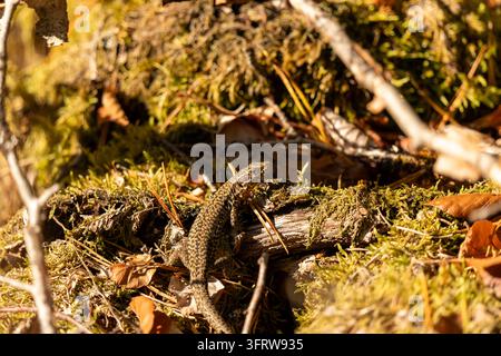 Le lézard repose sur de la mousse verte parmi les feuilles tombées et les aiguilles de pin sur un sol forestier ensoleillé. Le gros plan de la faune reptilienne montre un camouflage brun, des écailles et Banque D'Images