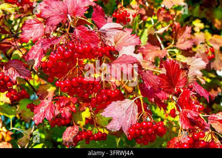 Gros plan de baies de viburnum rouges mûres suspendues en grappes entourées de feuilles d'automne rouge vif. Fond naturel automnal ensoleillé à la campagne Banque D'Images