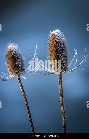 Deux têtes de graines de carde séchées se dressent sur des tiges épineuses, leurs épines saupoudrées de givre sur un fond bleu légèrement flou. Banque D'Images