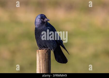 Photographie animalière en gros plan d'une chouette pie (Corvus monedula) perchée sur un poteau de clôture en bois patiné. L'oiseau présente un noir et Banque D'Images