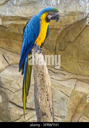 Portrait d'un aras bleu et jaune (ara ararauna) perché sur un mur Banque D'Images