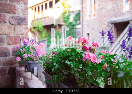 Une photo large et détaillée en extérieur montrant des fleurs de géranium roses en é bloom dans des jardinières de balcon avec un fond de maison en pierre historique dans une ville européenne Banque D'Images