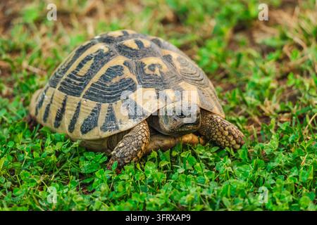 Une tortue aux motifs rampe à travers un trèfle et de l'herbe verts et denses. Banque D'Images