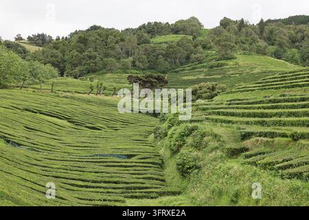 Vue de la dernière plantation de thé, Cha Gorreana à Porto Formoso sur Sao Miguel, Açores, Portugal Banque D'Images
