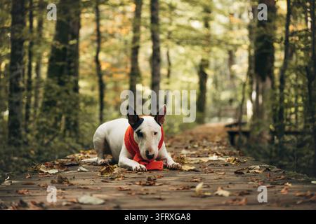 Bull terrier blanc portant une écharpe rouge reposant sur un chemin couvert de feuilles dans un parc automnal. Photo de haute qualité Banque D'Images