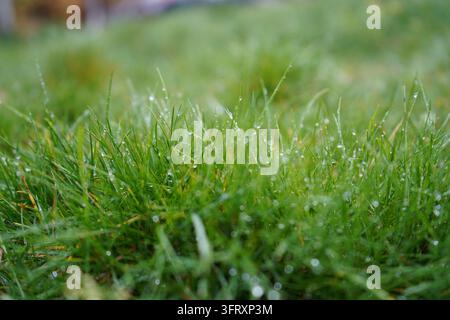 Photo macro détaillée de touffes d'herbe verte fraîche couvertes de rosée matinale claire et de gouttelettes d'eau, avec un fond flou doux Banque D'Images