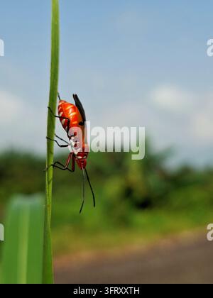 Coccinelle rouge vif accrochée à une fine tige d'herbe verte, mettant en valeur son abdomen blanc rayé distinctif contre le ciel Banque D'Images