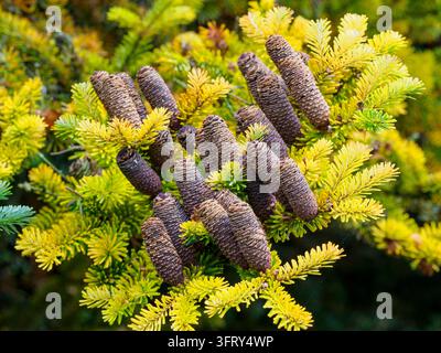 Abies koreana, Sapin bleu coréen à cône Banque D'Images