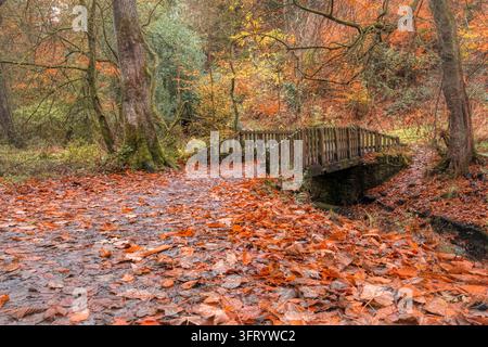Passereau en bois au-dessus d’un ruisseau et feuilles d’automne tombées à Sunnyhurst Wood, Darwen, Lancashire Banque D'Images