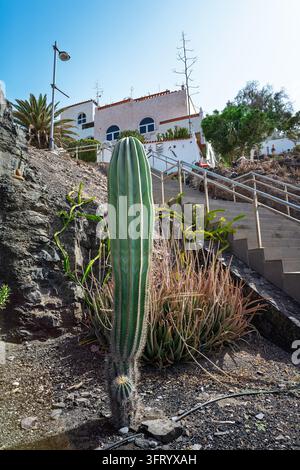 Grand cactus columnaire poussant à côté des marches en pierre menant à une maison blanche à Las Playitas, Fuerteventura. Banque D'Images