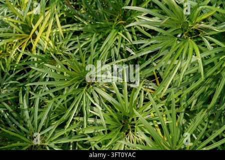 Feuilles vertes denses du palmier Lady Palm (Rhapis excelsa) formant un fond naturel. Banque D'Images