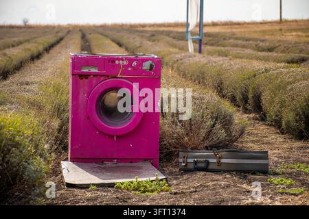 Installation d'art pop surréaliste mettant en scène une machine à laver rose vif dans une rangée de champs de lavande Banque D'Images