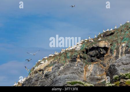 Une colonie de mouettes du nord (Morus bassanus) sur l'île de Gjesværstappan sur la côte de la mer de Barents au large du nord de la Norvège. Banque D'Images