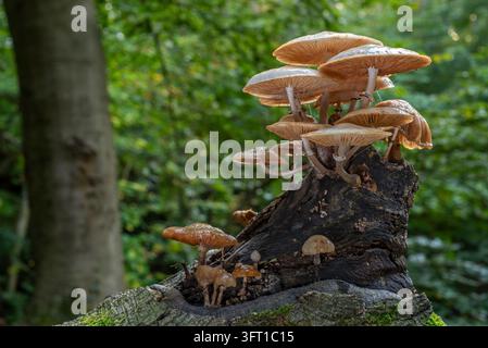 Champignon de porcelaine / champignons de porcelaine (Oudemansiella mucida) blancs, champignons pourridiers visqueux poussant sur un tronc de hêtre pourrissant dans la forêt en automne Banque D'Images
