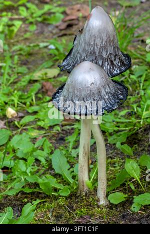 Chapeau d'encre hirsute / perruque d'avocat / crinière hirsute (Coprinus comatus) stade de déliquescence des corps fructifères en automne Banque D'Images
