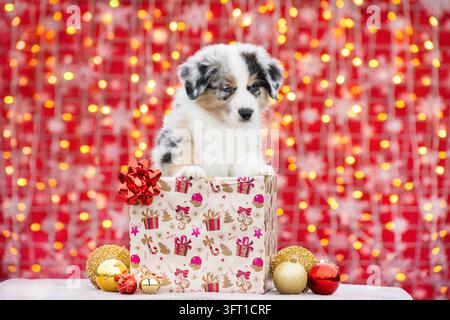 Chiot australien dans une boîte cadeau avec un nœud. Séance photo de Noël pour chiot Merle. Banque D'Images
