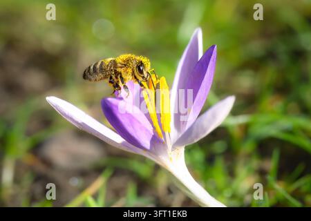 Abeille butineuse collectant du pollen des anthères jaunes d'un crocus violet ouvert dans un jardin. Image naturelle en gros plan montrant l'insecte pollinisateur Banque D'Images