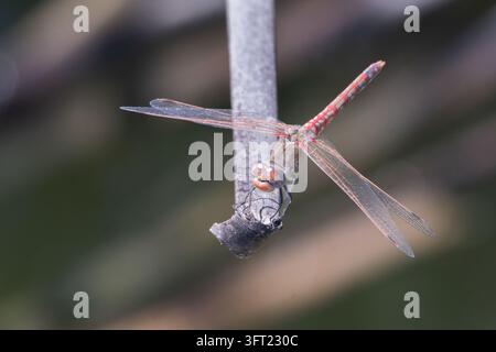 Libellule variégée posée sur une brindille avec les ailes déployées dans son habitat naturel Banque D'Images