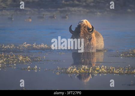 Grand bison traversant la rivière Yellowstone dans la vallée de Hayden, parc national de Yellowstone, Wyoming Banque D'Images