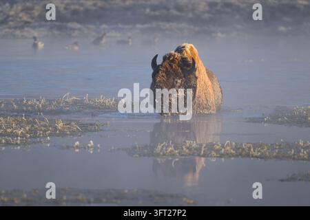 Grand bison traversant la rivière Yellowstone dans la vallée de Hayden, parc national de Yellowstone, Wyoming Banque D'Images