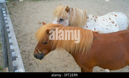 Photographie détaillée d'adorables petits poneys ou poneys Shetland avec de longues crinières duveteuses et des robes tachetées, debout en plein air dans un enclos. Banque D'Images