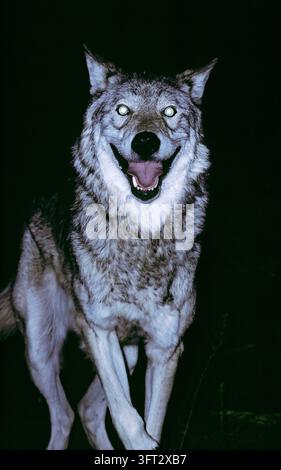 Loup des bois de l'est (Canis lupus lycaon) la nuit, courant vers la caméra. Banque D'Images