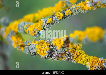 Vue macro des lichens colorés sur une branche d'arbre, comprenant la Xanthoria parietina jaune et les lichens foliacés gris, avec mise au point sélective et flou doux Banque D'Images