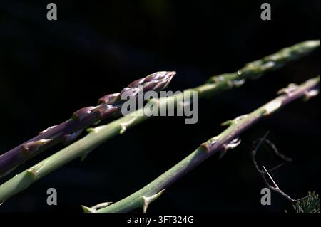 Les fines pointes d'asperge sauvage verte avec des pointes violettes se détachent sur un fond naturel sombre au début du printemps Banque D'Images