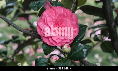 Camélia japonaise, Camellia japonica, avec une fleur rose double et des boutons parmi des feuilles brillantes dans le jardin japonais de Baltalimani, Istanbul, Turquie Banque D'Images