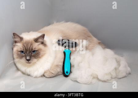 Une belle photo en gros plan d'un chat Birman ou Ragdoll à poils longs, crème et gris, pelucheux, assis calmement à côté d'un énorme tas de ses propres poils blancs Banque D'Images
