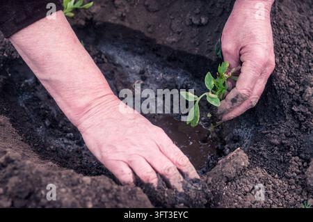 Mains de femmes greffant des plants dans le jardin Banque D'Images