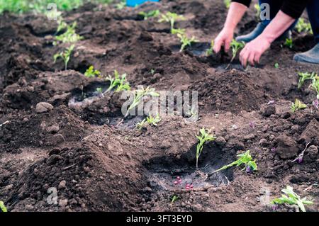Mains de femmes greffant des plants dans le jardin Banque D'Images