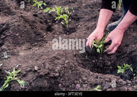 Mains de femmes greffant des plants dans le jardin Banque D'Images